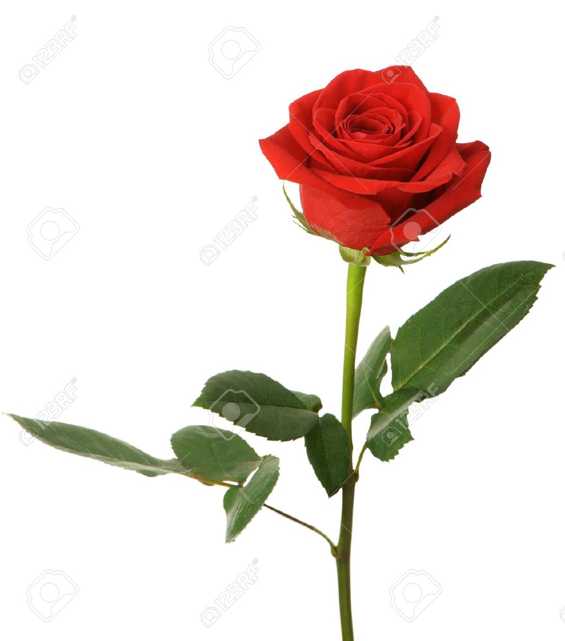 Red Rose With Stem