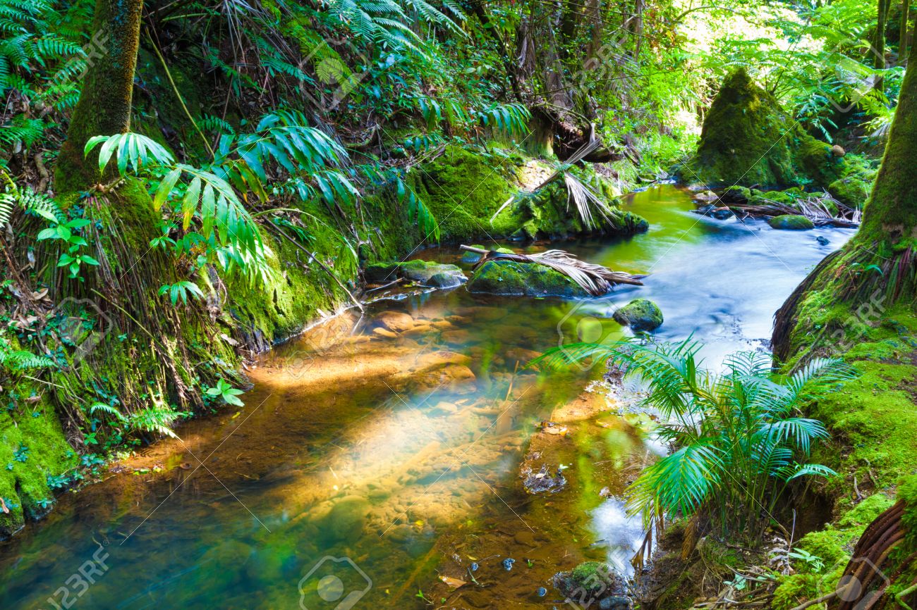 Water Projects Tropical Rainforest River