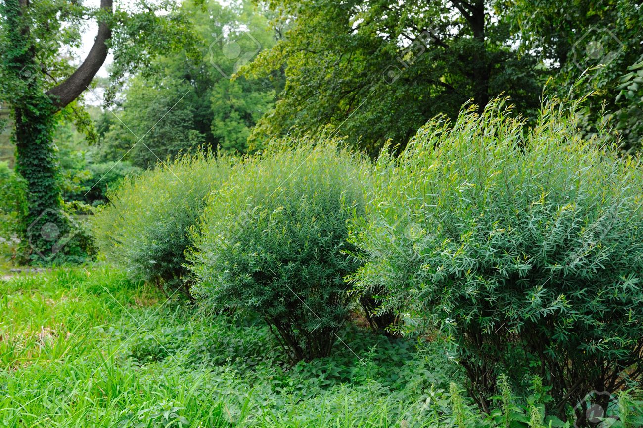 3783956-Row-of-green-bushes-in-a-park-Stock-Photo-bushes.jpg