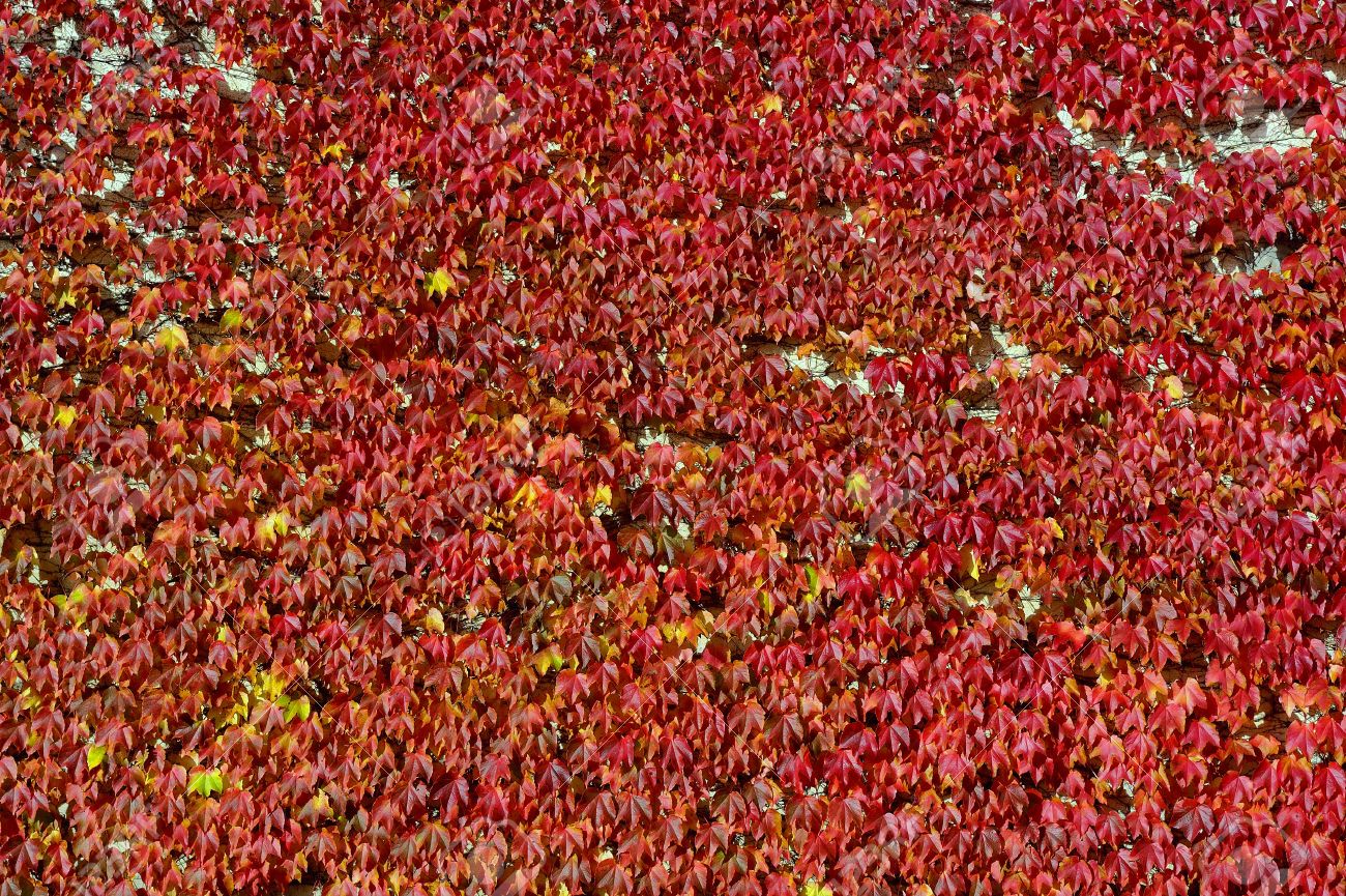 Kleuren van de herfst, een wilde wingerd klimmen op een muur en ... Muur kleur grijs rood