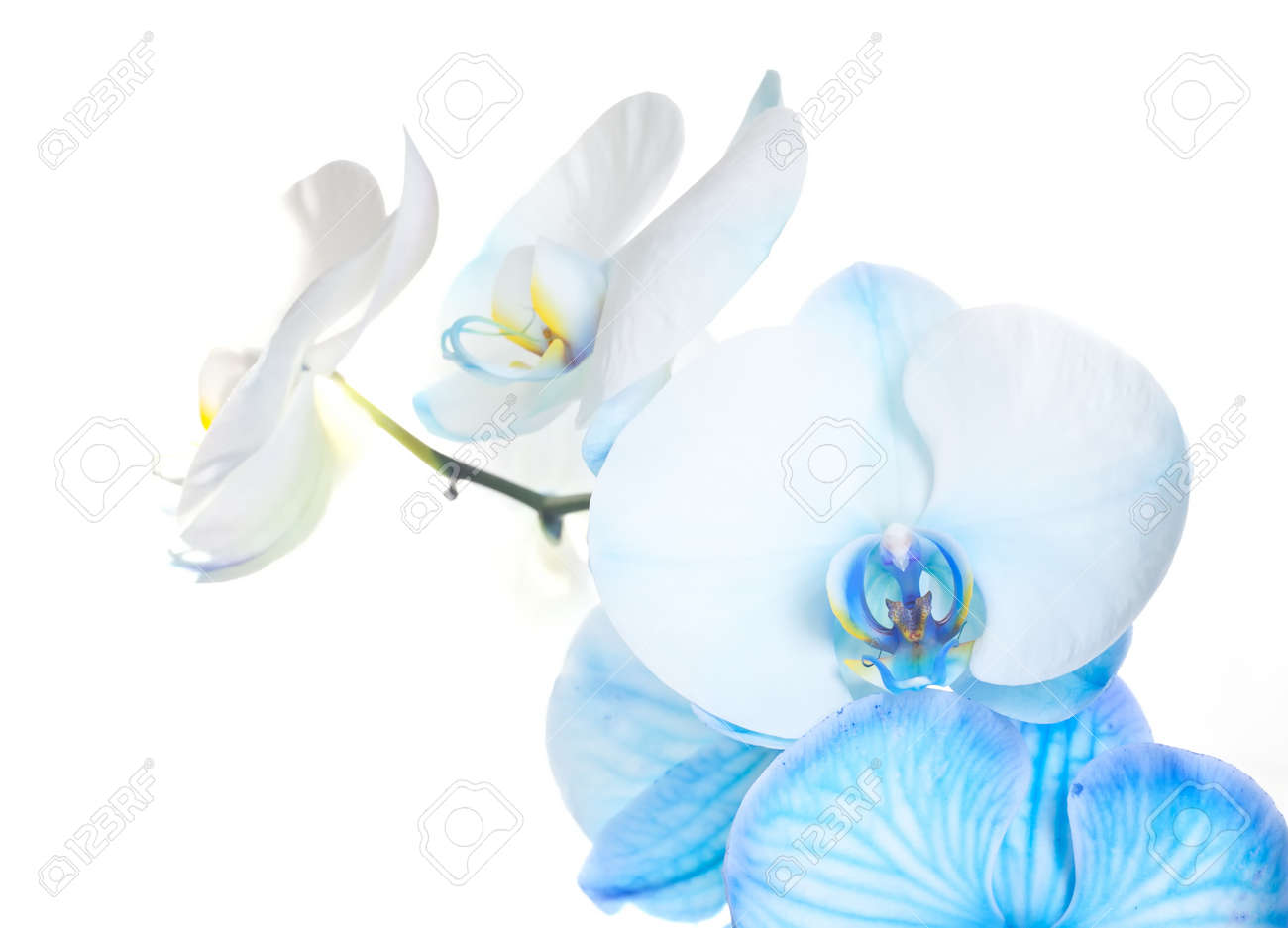 Blue Orchid Flower Drawing