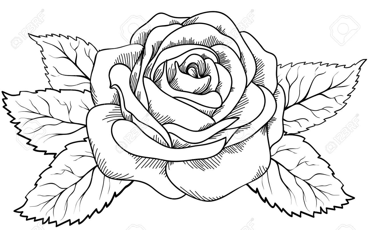 White Rose Outline