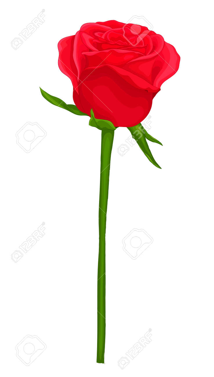 Red Rose With Stem Red Rose With Stem