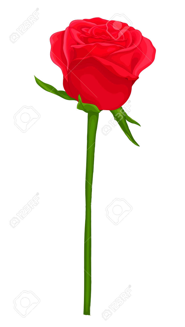 Red Rose With Stem