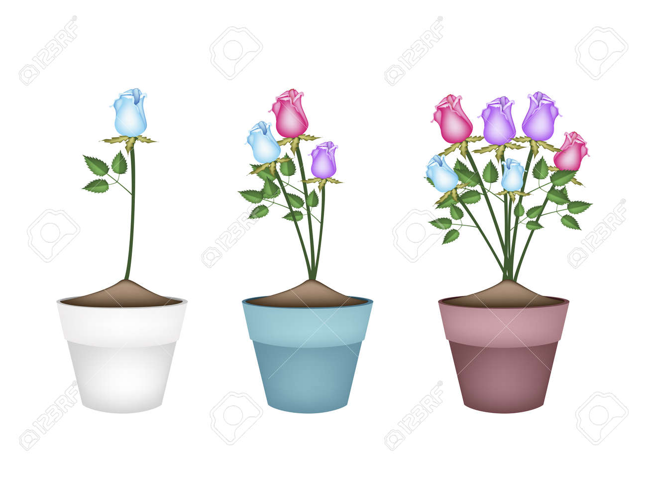 Illustrazione di bella rosa, blu e viola rose in terracotta vasi ... Decorazione Romantico Giardino
