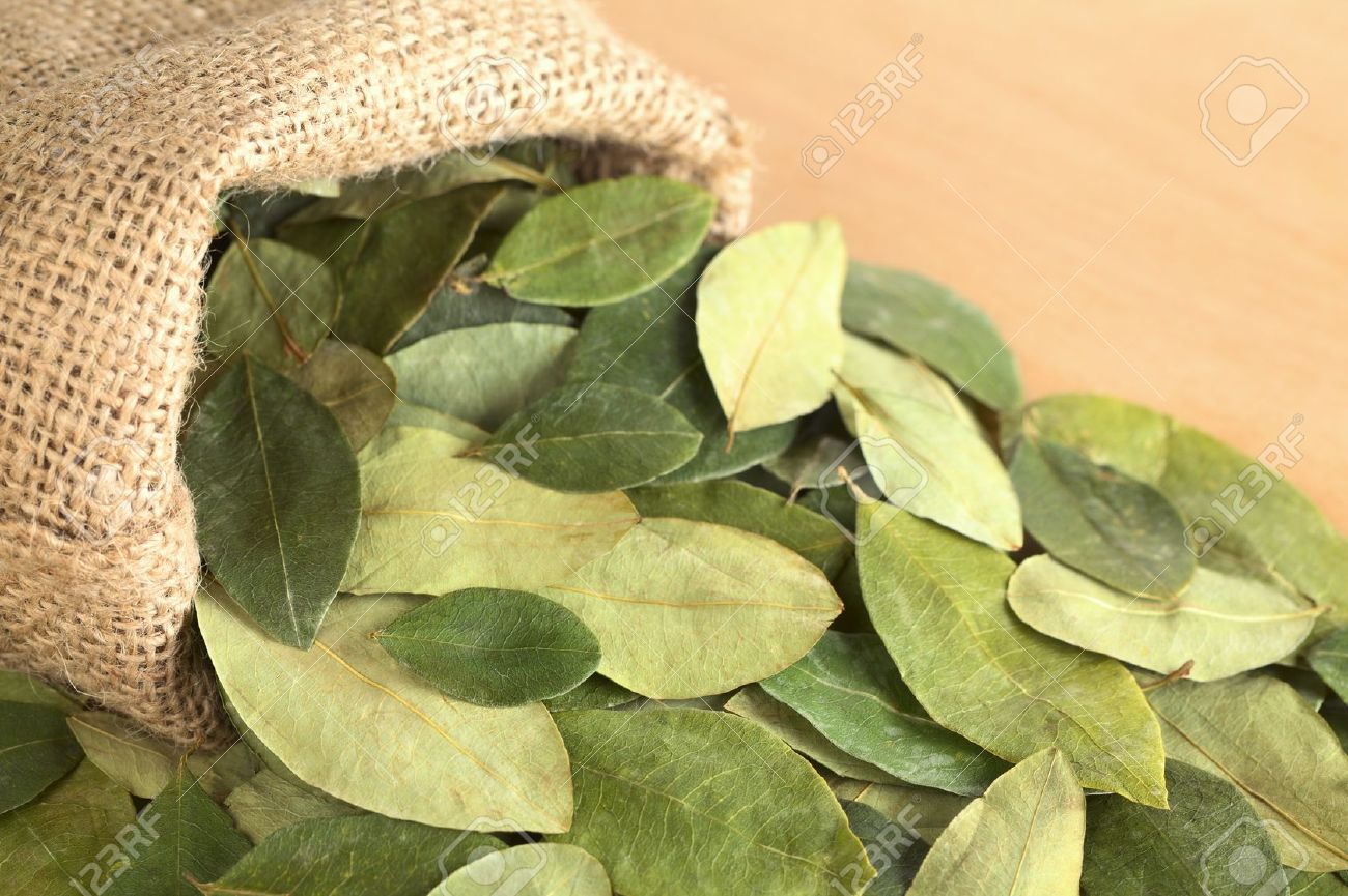 Piante da appartamento con tronco: piante da interno come ...