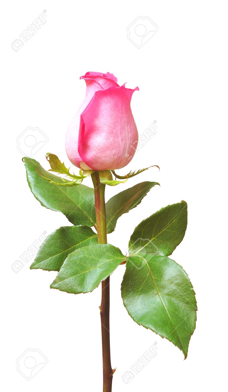 Single Pink Rose