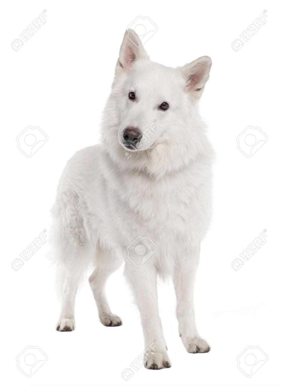 4712856-white-shepherd-dog-6-years-old-i