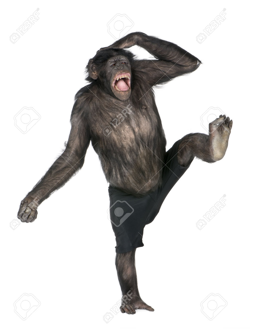 5497293-monkey-monkeying-and-screaming-on-one-foot-Mixed-Breed-between-Chimpanzee-and-Bonobo-20-years-old-in-Stock-Photo.jpg