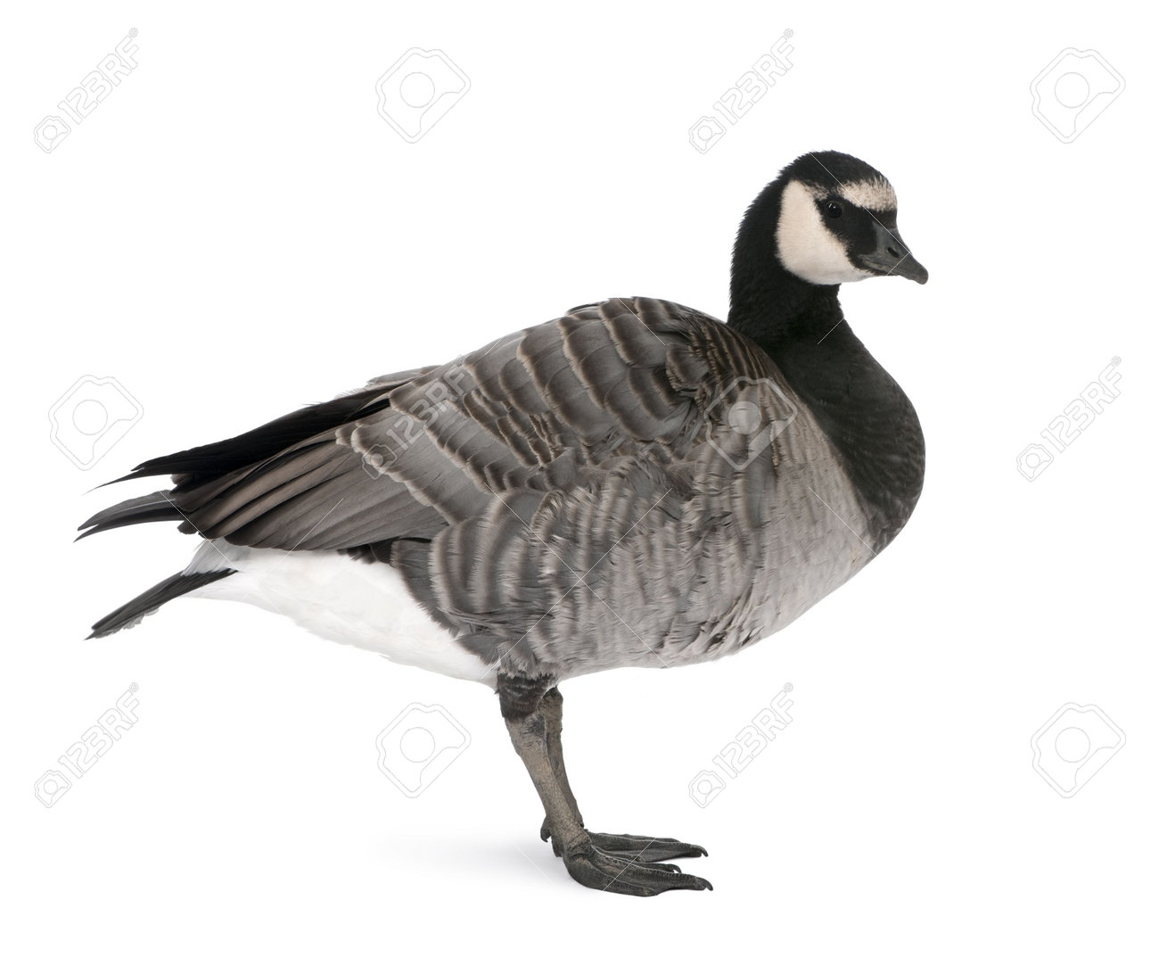 canada goose logo vector canada goose logo vector