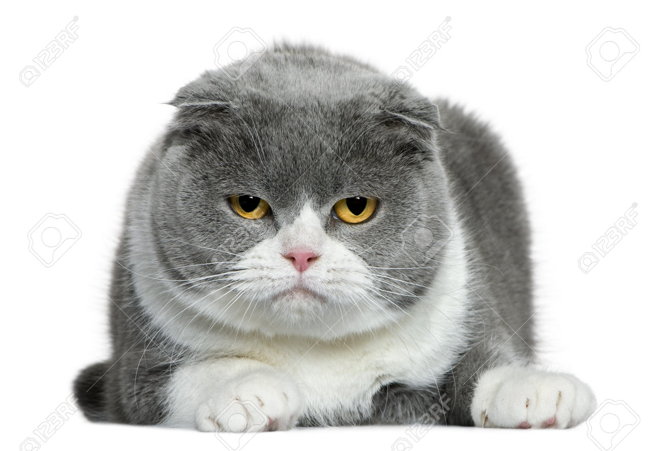 [Image: 7121449-Scottish-fold-cat-5-years-old-ly...-Photo.jpg]