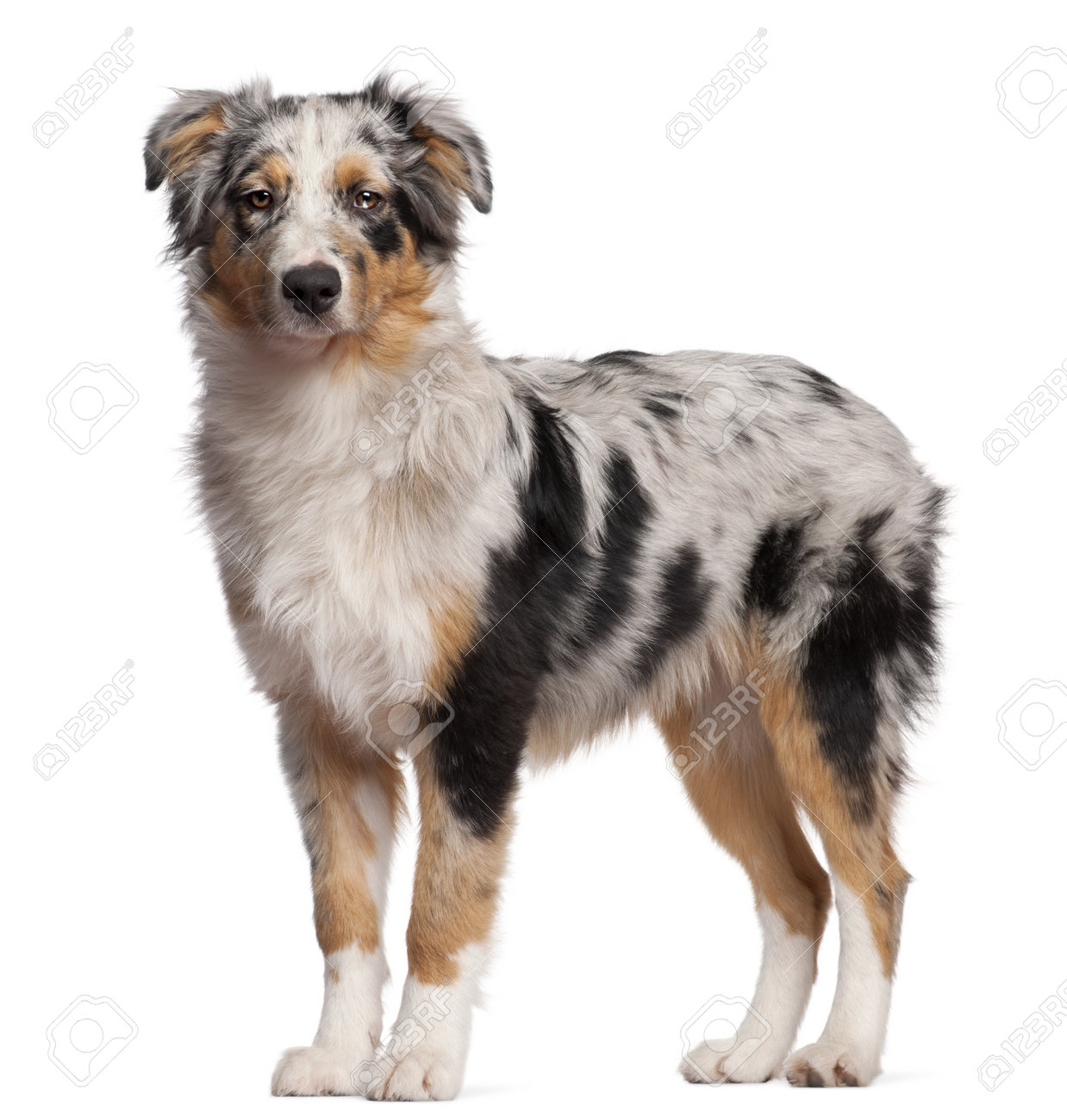Image vectorielle dun chien husky sur fond blanc papier peint • papiers