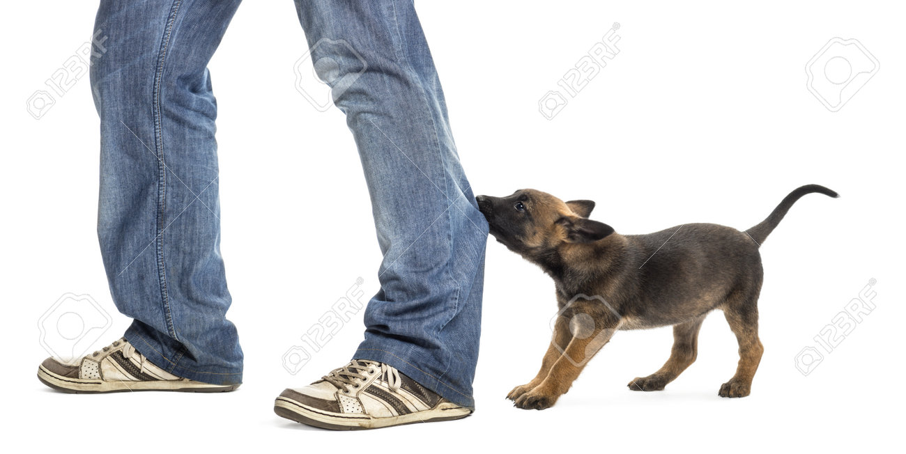 16486114-Belgian-shepherd-puppy-biting-and-pulling-leg-against-white-background-Stock-Photo.jpg