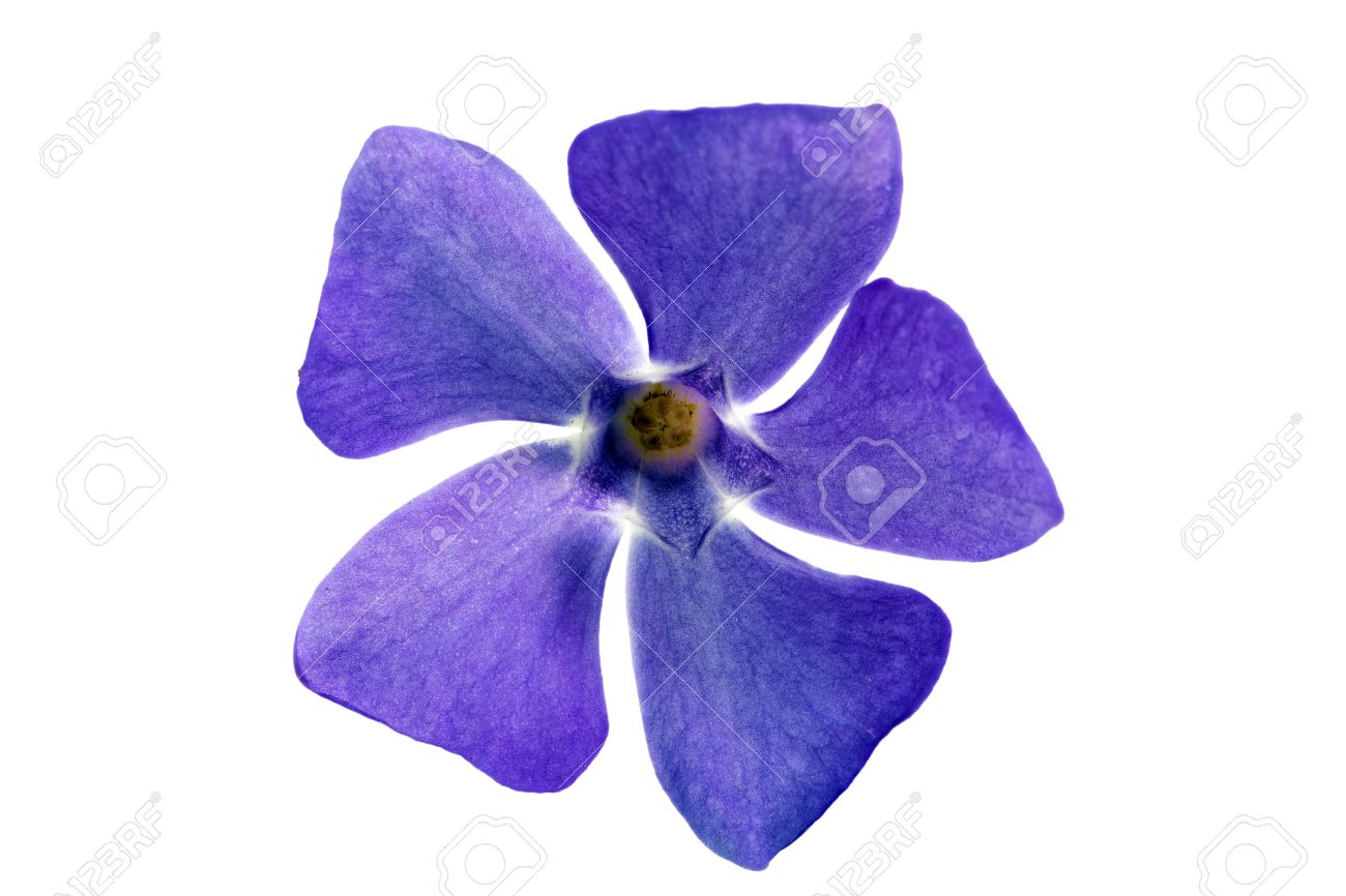 Single Flower White Background No Watermark