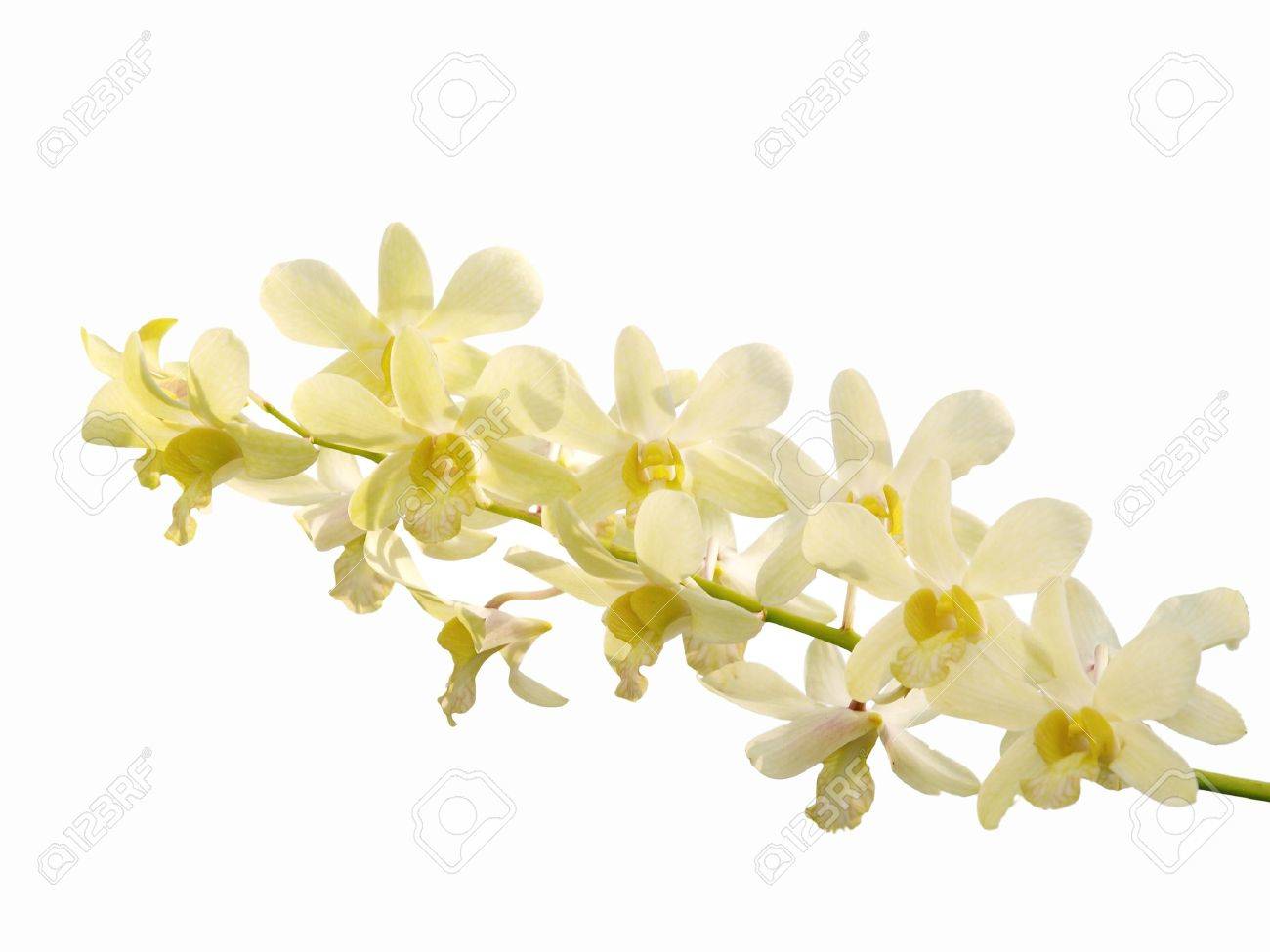 Orchid Dendrobium White Orchid Dendrobium White