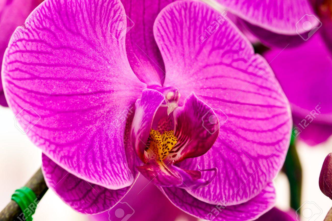 Purple Orchid Types Purple Orchid Types