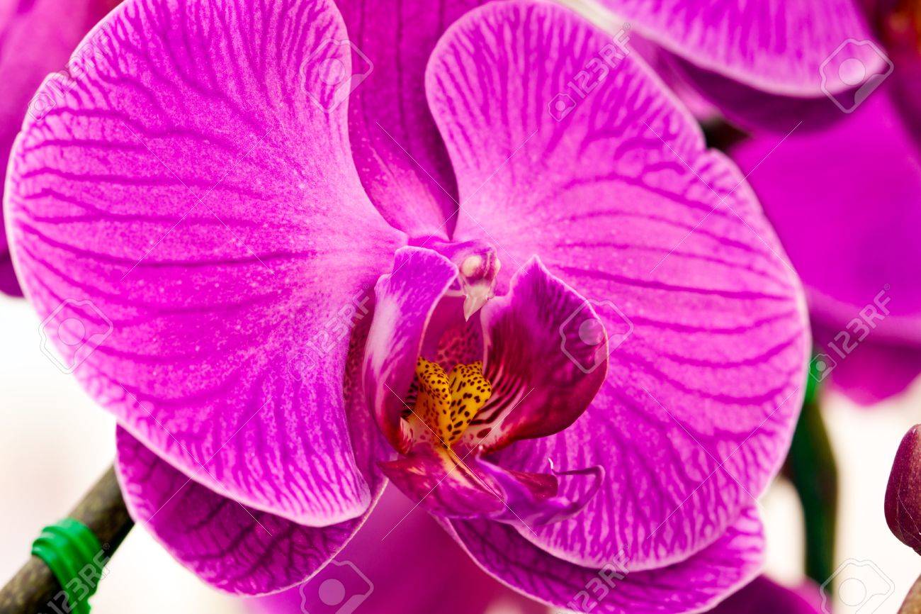 Purple Orchid Types