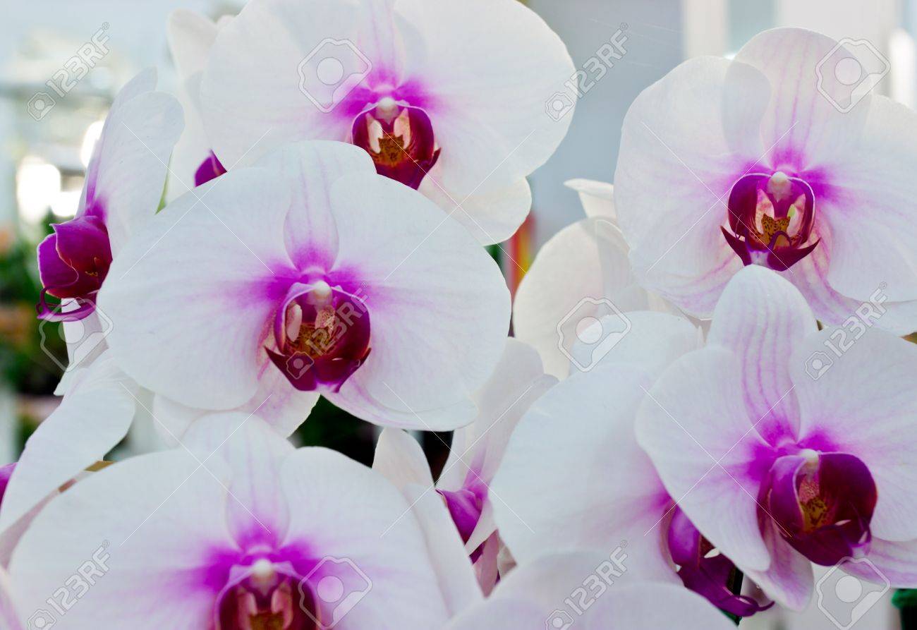 Purple Orchid Types