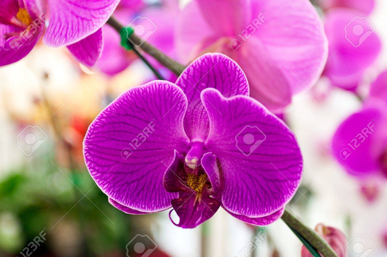 Purple Orchid Types