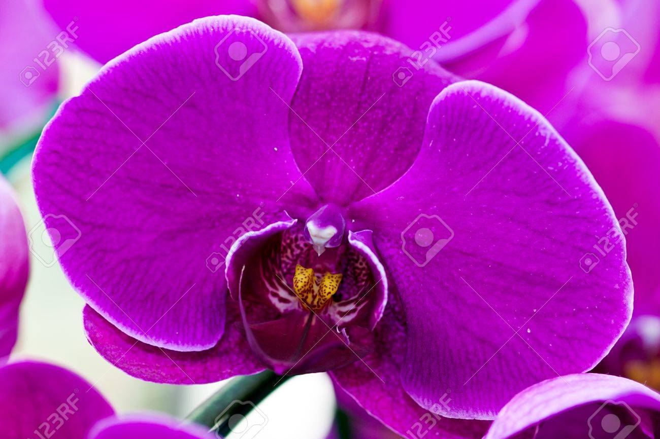 Purple Orchid Types