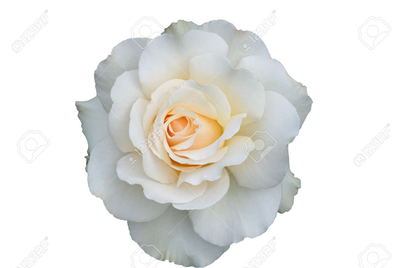 Single White Rose