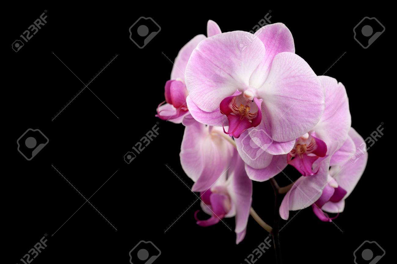 Schöne lila orchidee blumen isoliert auf schwarz lizenzfreie fotos ... Schwarz lila