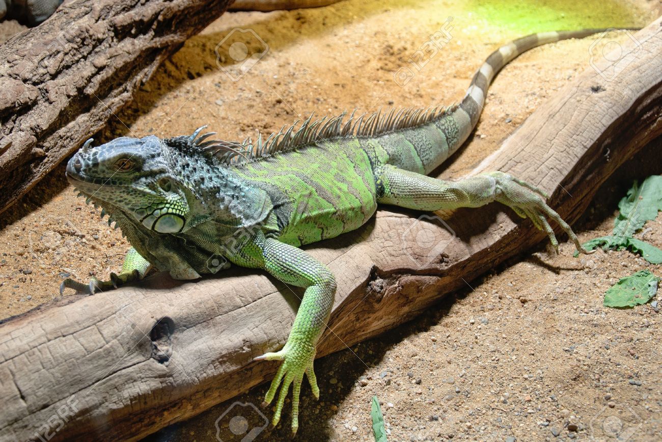 iguana zoo