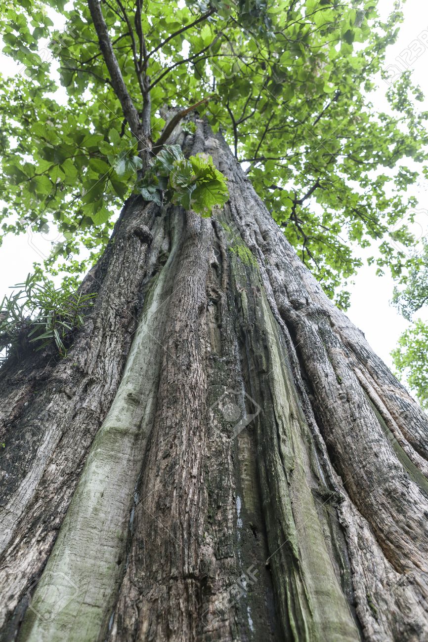 Teakbaum sdatec.com