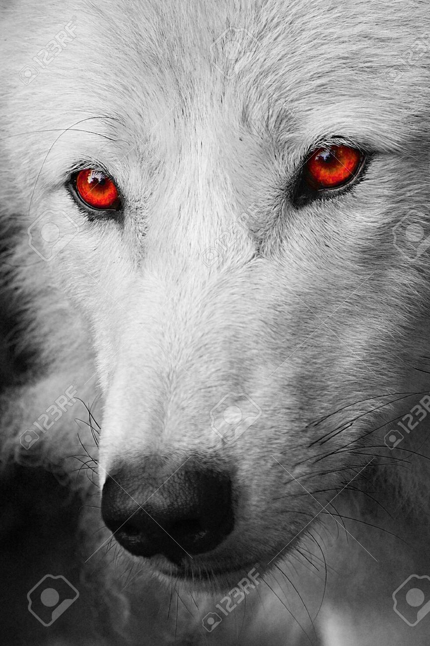 Derek Moon // Male // Blood Moon Pack 23084932-white-wolf-Stock-Photo-eyes