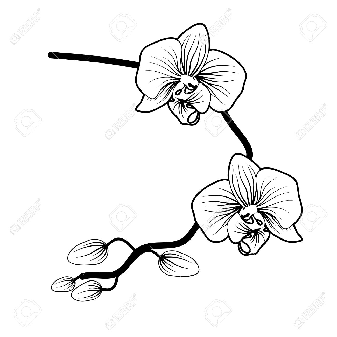 Orchid Drawing Black And White