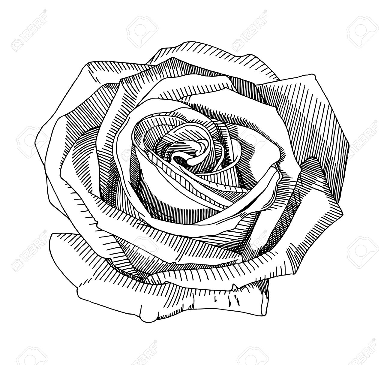 Rose Drawings In Pencil Outline