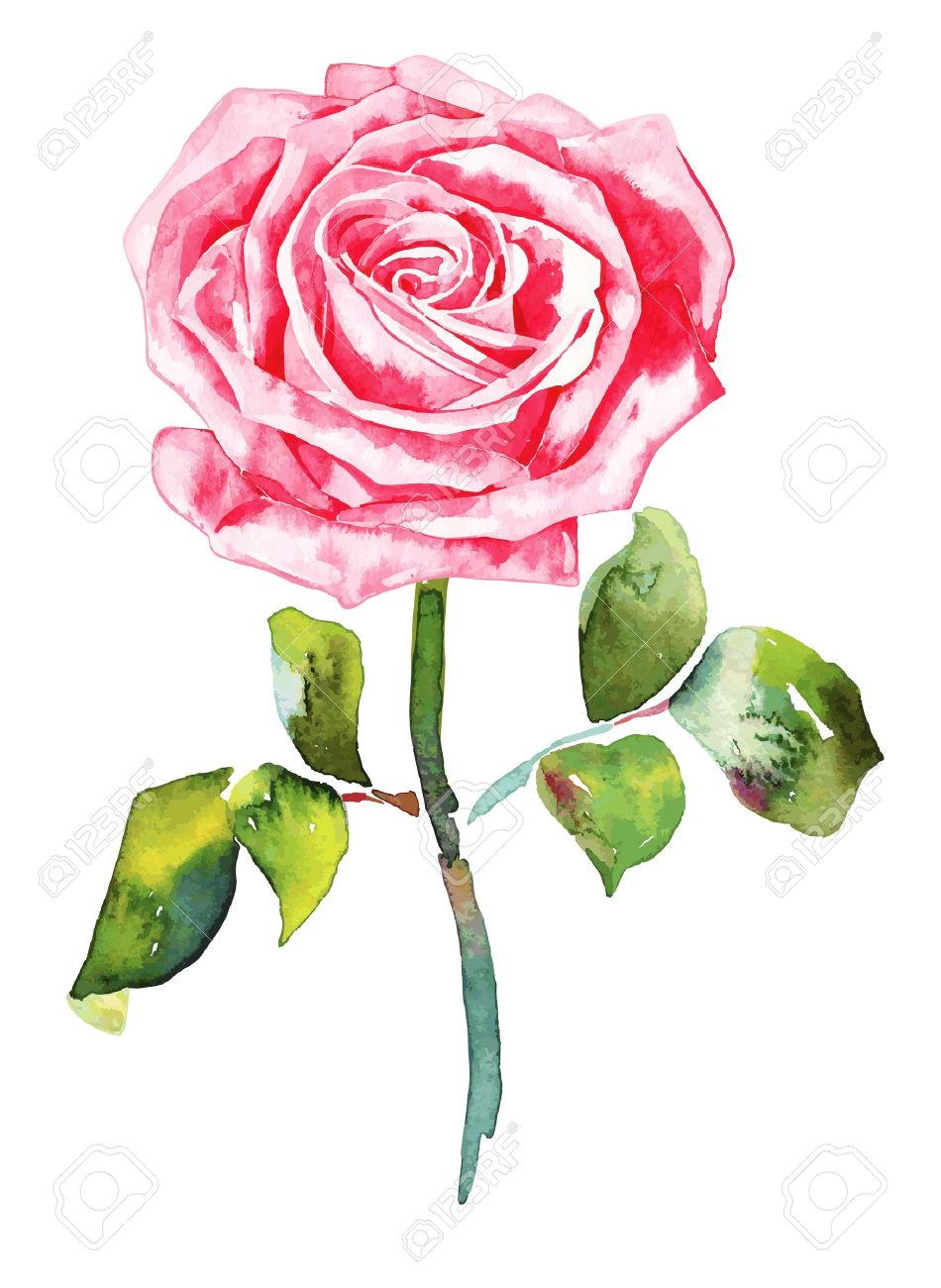 Pink Rose Drawing Pink Rose Drawing