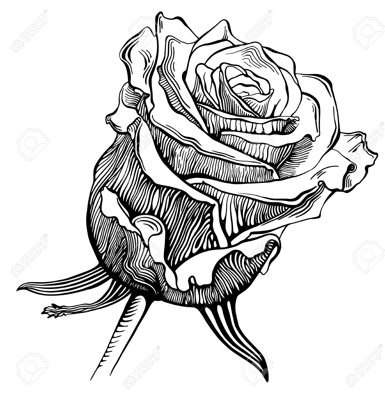 White Rose Drawing White Rose Drawing