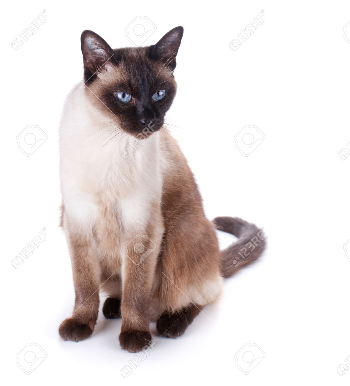 Foto de archivo , Gato siamés. Aisladas sobre fondo blanco
