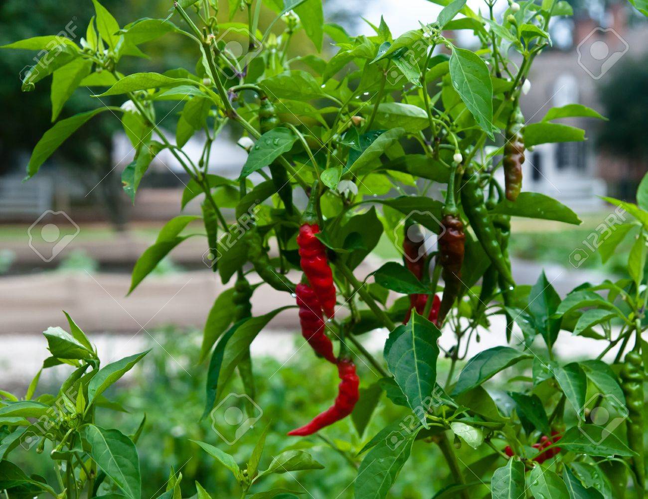 Chili peper plant met meerdere kleine rode en groene chili pepers ...