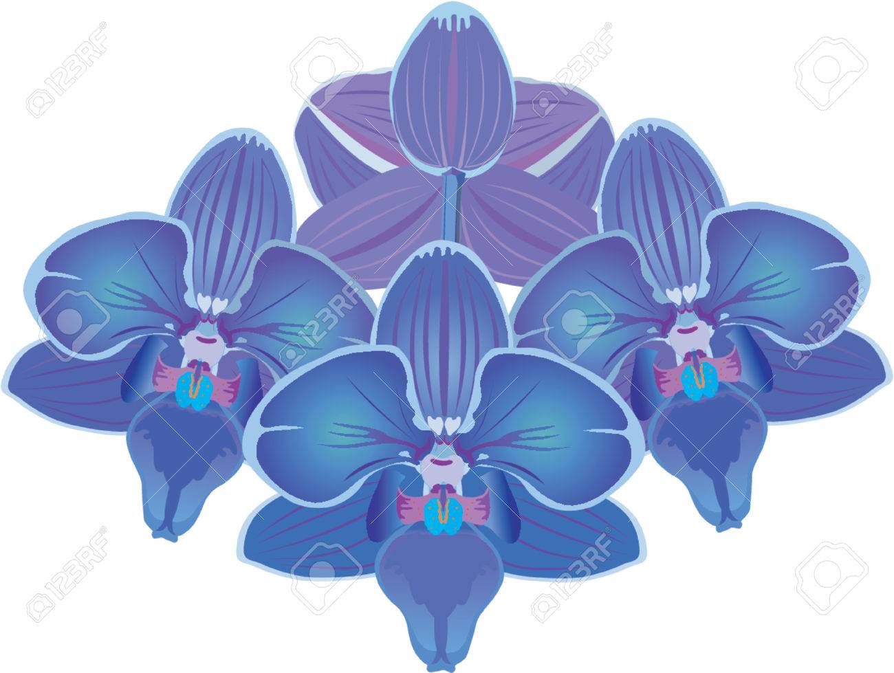 Blue Orchid Vector Blue Orchid Vector