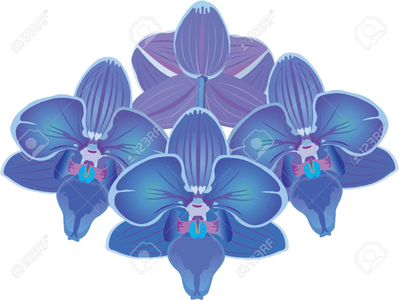 Blue Orchid Vector