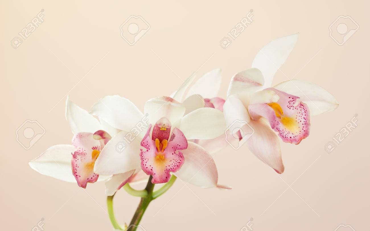 Orchid Cymbidium White Orchid Cymbidium White