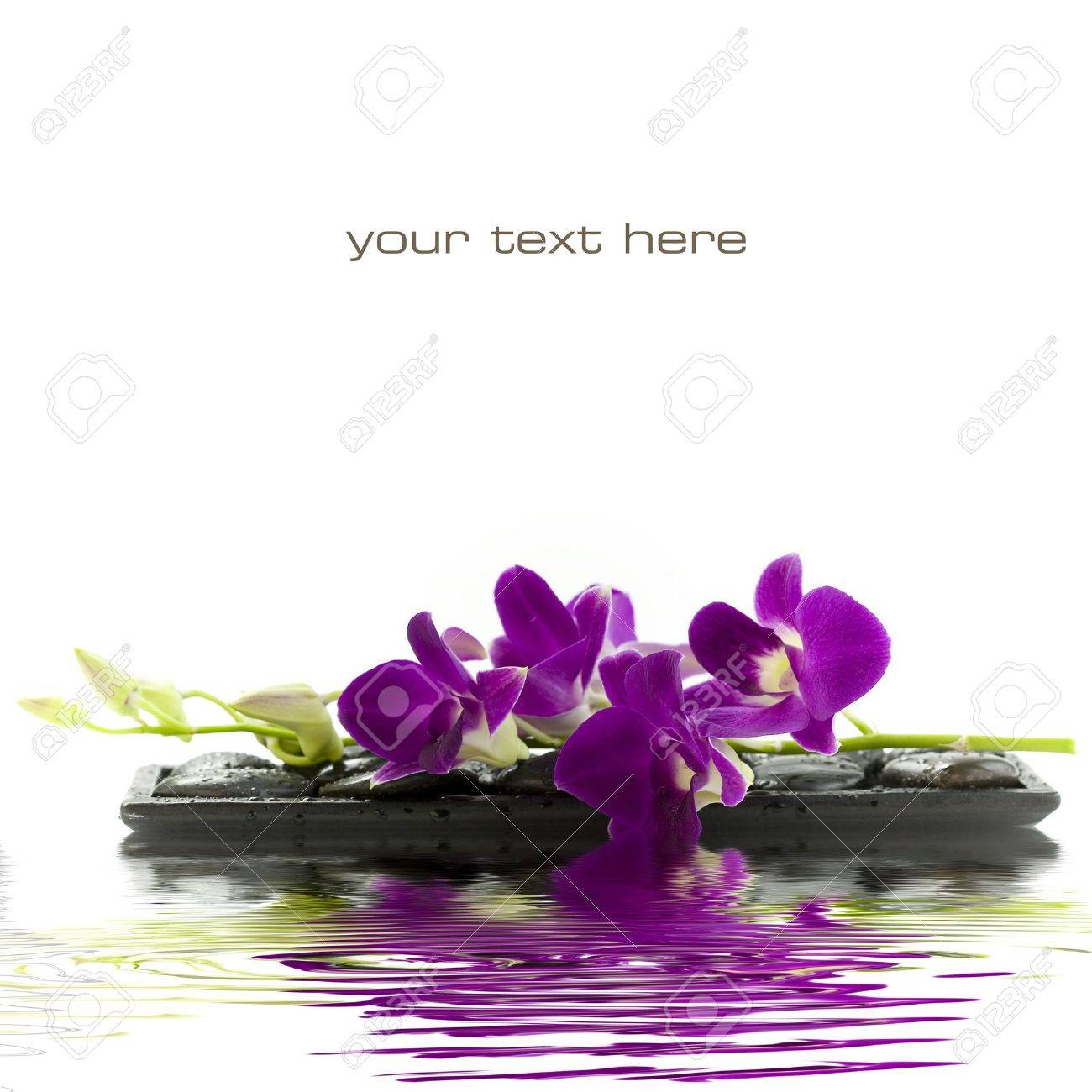 Purple Orchid White Background Purple Orchid White Background