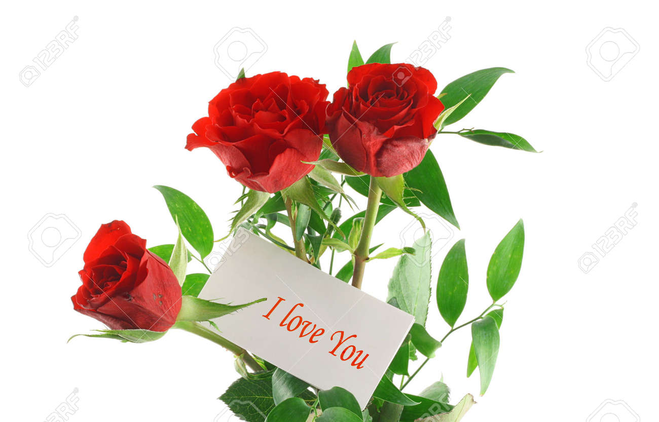 Rose I Love You Rose I Love You