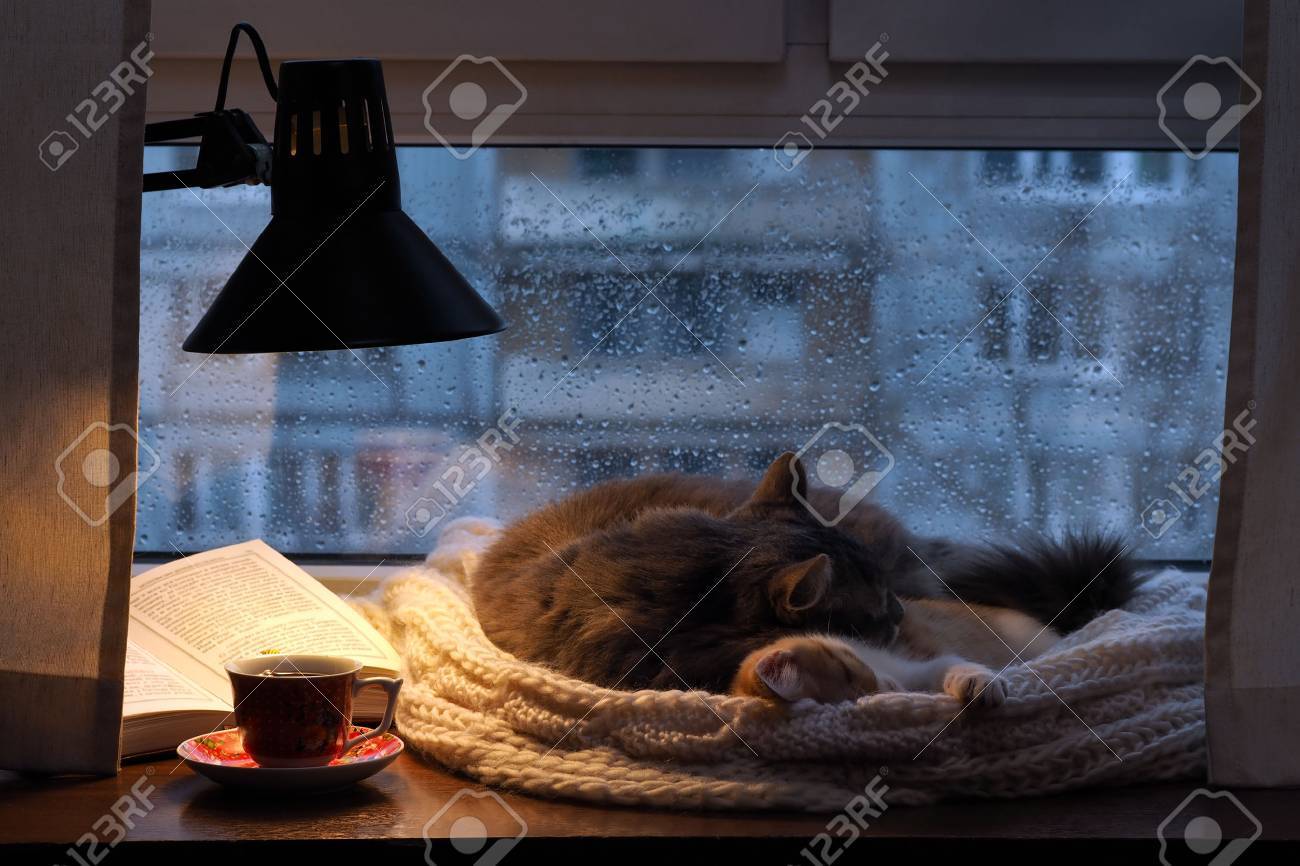 Gatti nella finestra. all'esterno, la pioggia, gocce d'acqua sul ... Tavoli vetro goccia