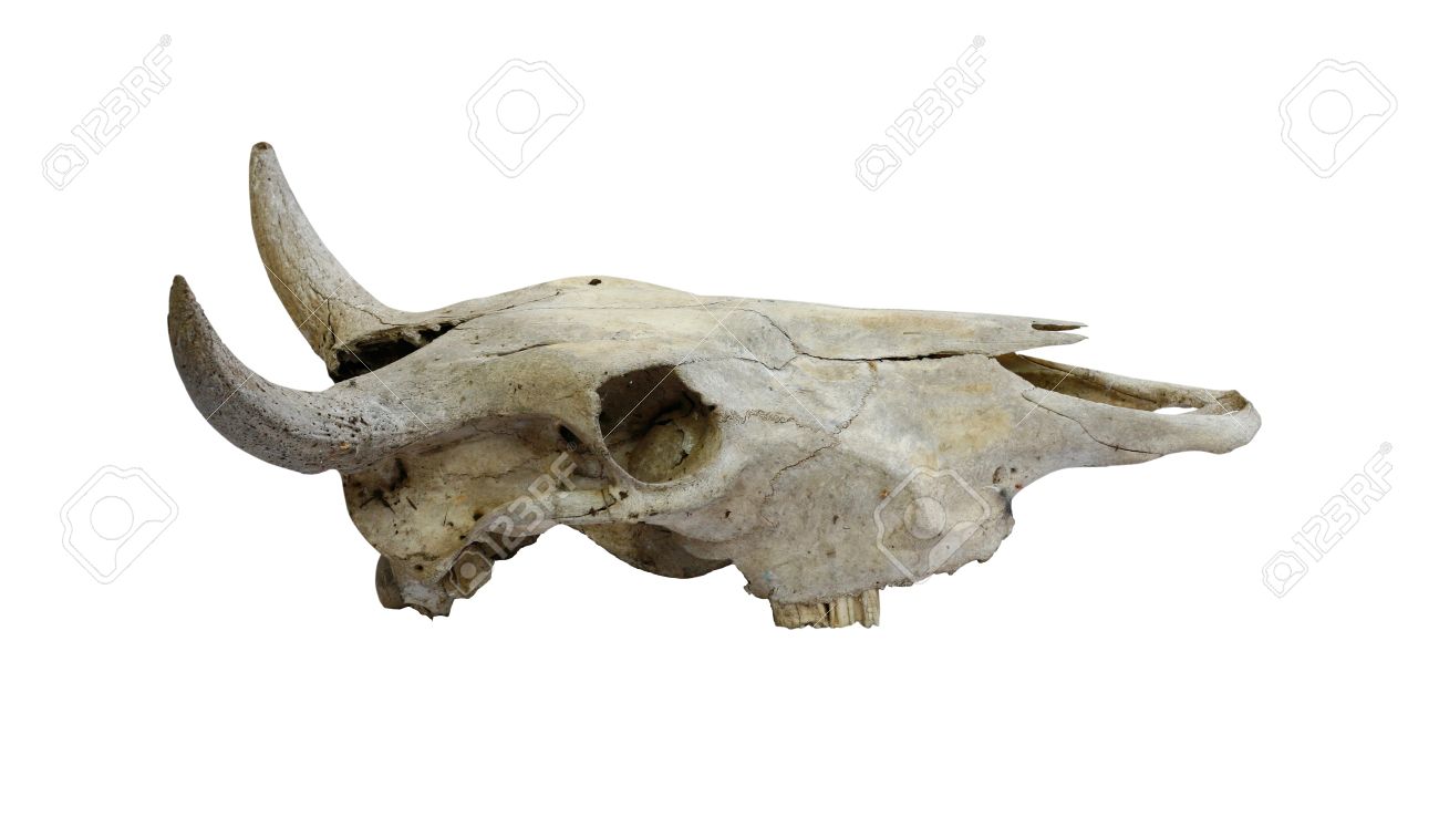 Cow Skull Bull Skulls Animal Skulls