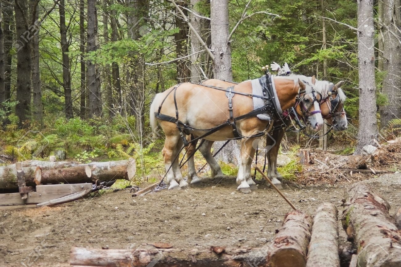 23789679-Pair-of-horses-waiting-to-pull-logs-in-woods-of-Maine--Stock-Photo.jpg