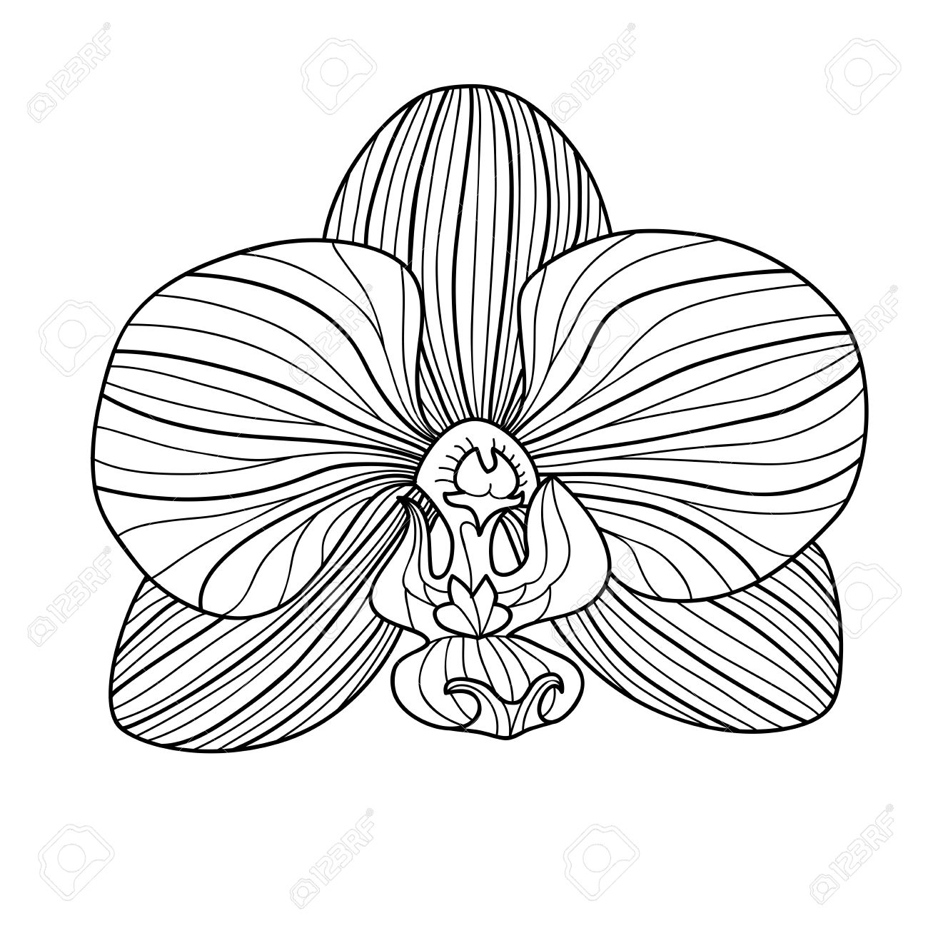 Orchid Line Art