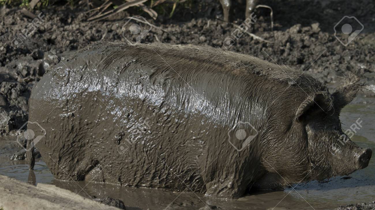 11. PORK FORBIDDEN 14871578-pig-farm-dirt-Stock-Photo