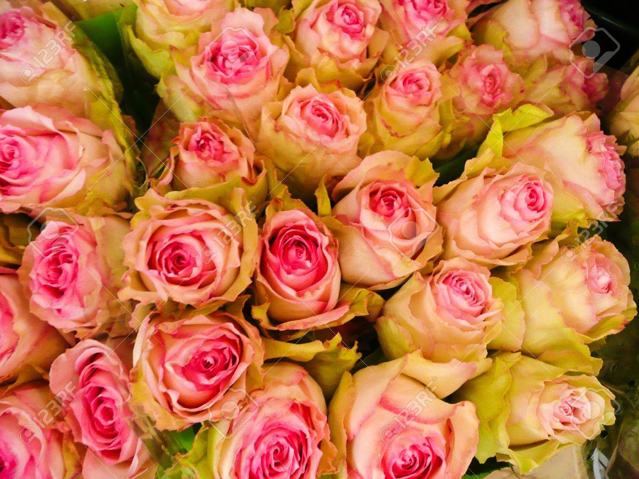 Resultado de imagen para IMAGENES ROSAS DE COLORES