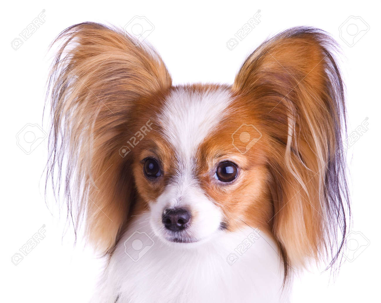 6297489-Chien-de-race-papillon-isol-sur-un-fond-blanc--Banque-d'images.jpg