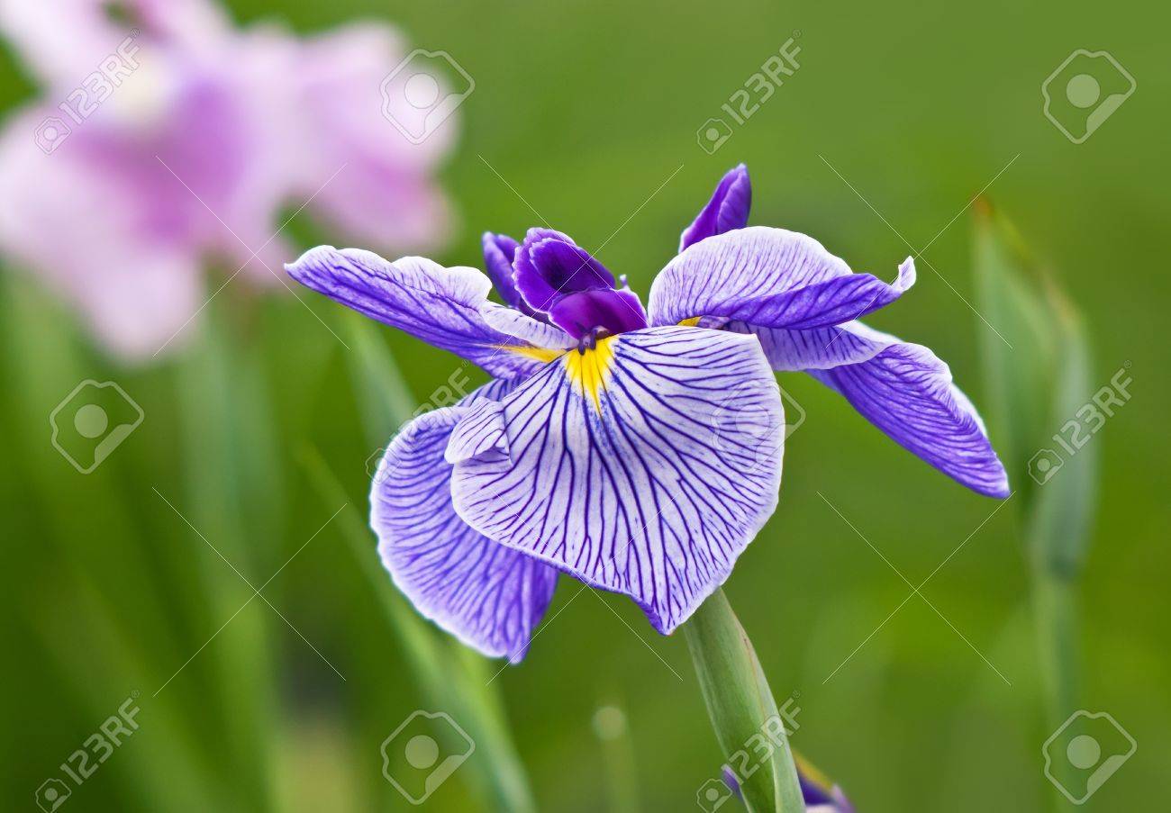 Afficher limage dorigine