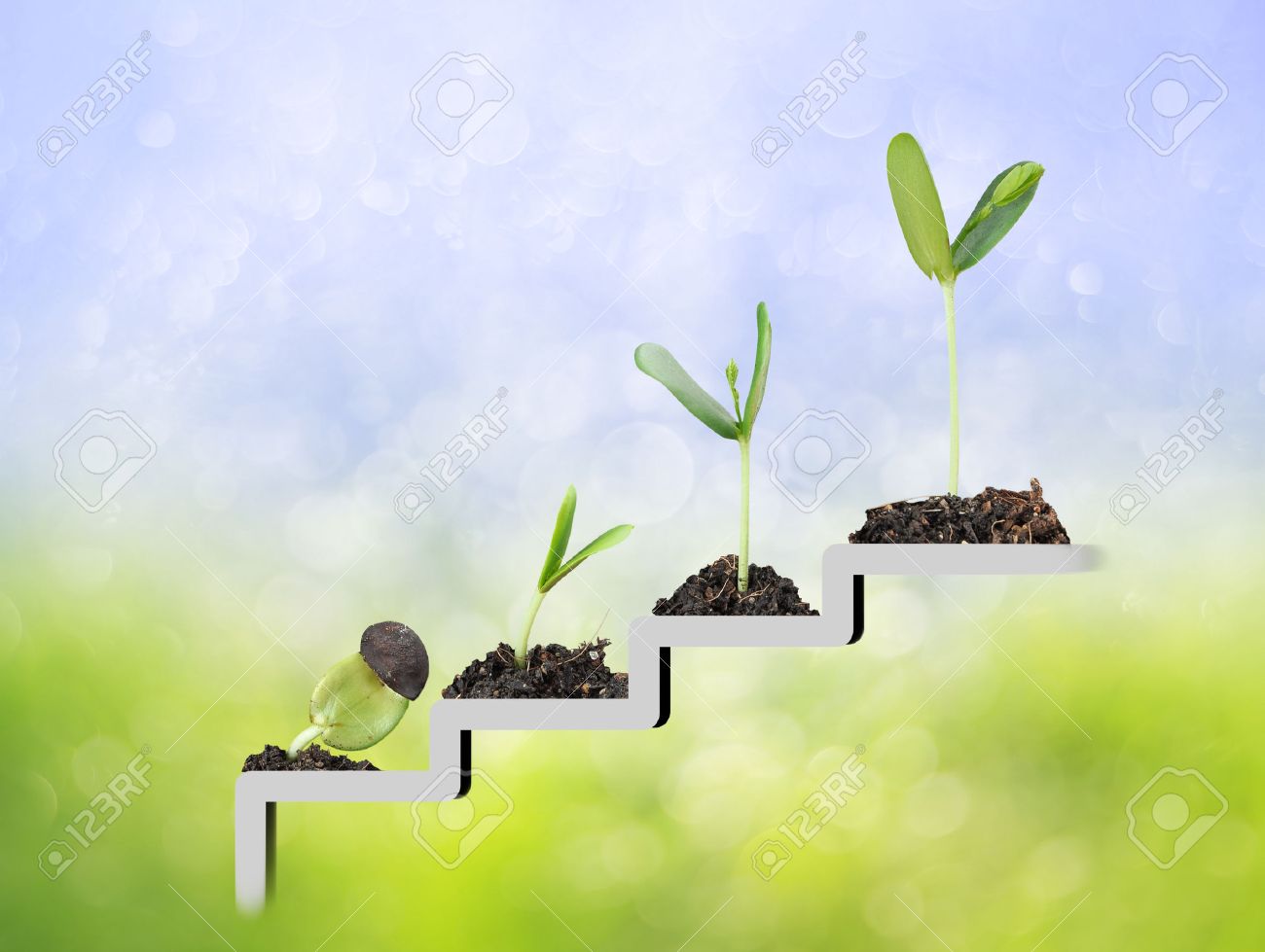 Plant op de trap, de groei, ontwikkeling concept royalty vrije ...