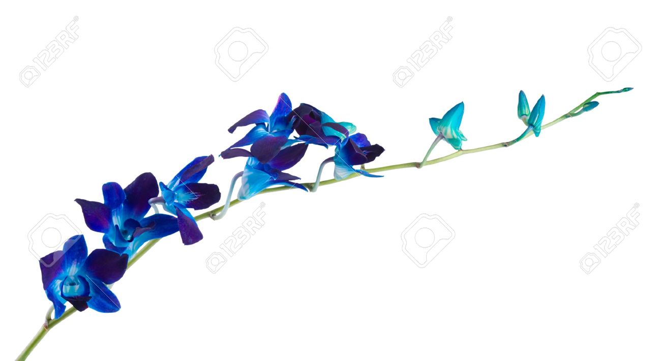Blue And Purple Orchid Flower Blue And Purple Orchid Flower